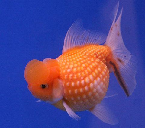 Cá Vàng Sống Được Bao Lâu?