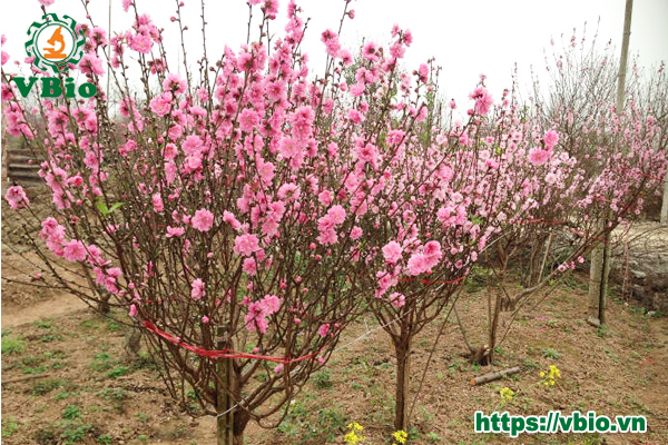 Cây Đào Có Trồng Được Ở Miền Nam? Gallery 2