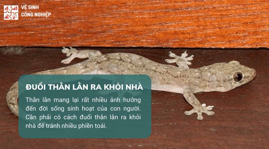 Cách đuổi thằn lằn trong nhà hiệu quả nhất Gallery 2