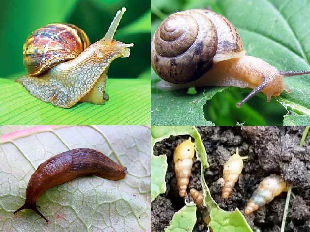 Cách Đuổi Ốc Sên Hiệu Quả Gallery 1