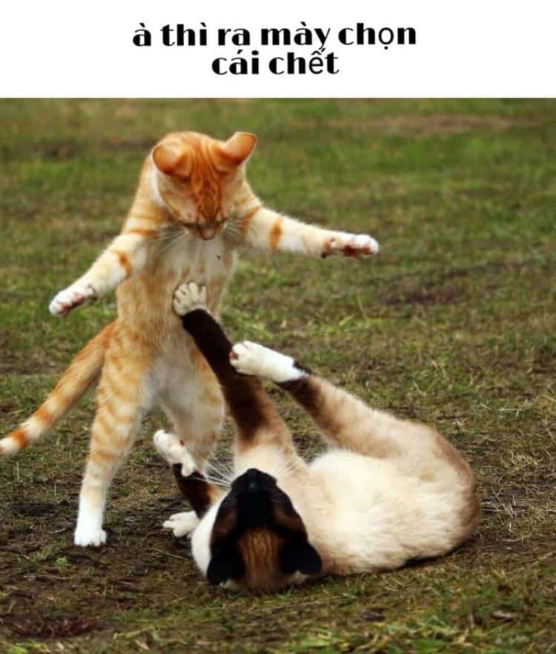 Meme Đập Là Gì? Giải Mã Meme Viral Trên Mạng Xã Hội Gallery 2
