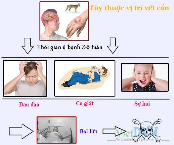 Rồ Dại Là Gì? Gallery 1