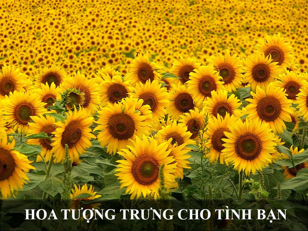 Biểu tượng tình bạn vĩnh cửu Gallery 1