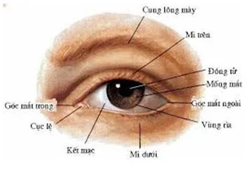 Mắt Có Cấu Tạo Như Thế Nào? Gallery 1