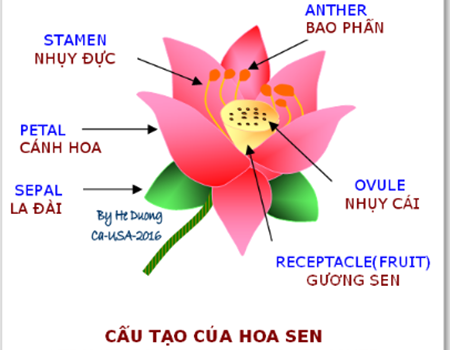 Các bộ phận của cây sen