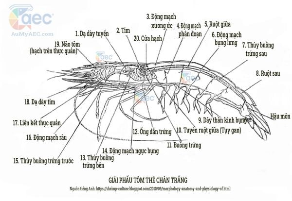 Các Bộ Phận Của Con Tôm