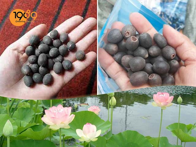 Cách Cắt Đầu Hạt Sen Để Trồng Gallery 2