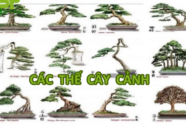 Cách Tạo Dáng Cây Cảnh Gallery 1