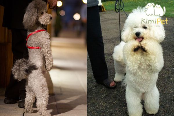Cách Dạy Chó Poodle Đi Bằng Hai Chân Gallery 2