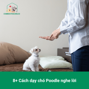 Cách Dạy Chó Poodle Nghe Lời Gallery 2