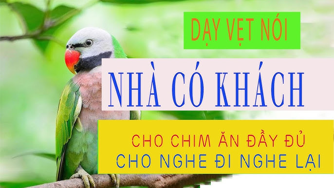 Dạy Vẹt Nói Có Khách Gallery 1