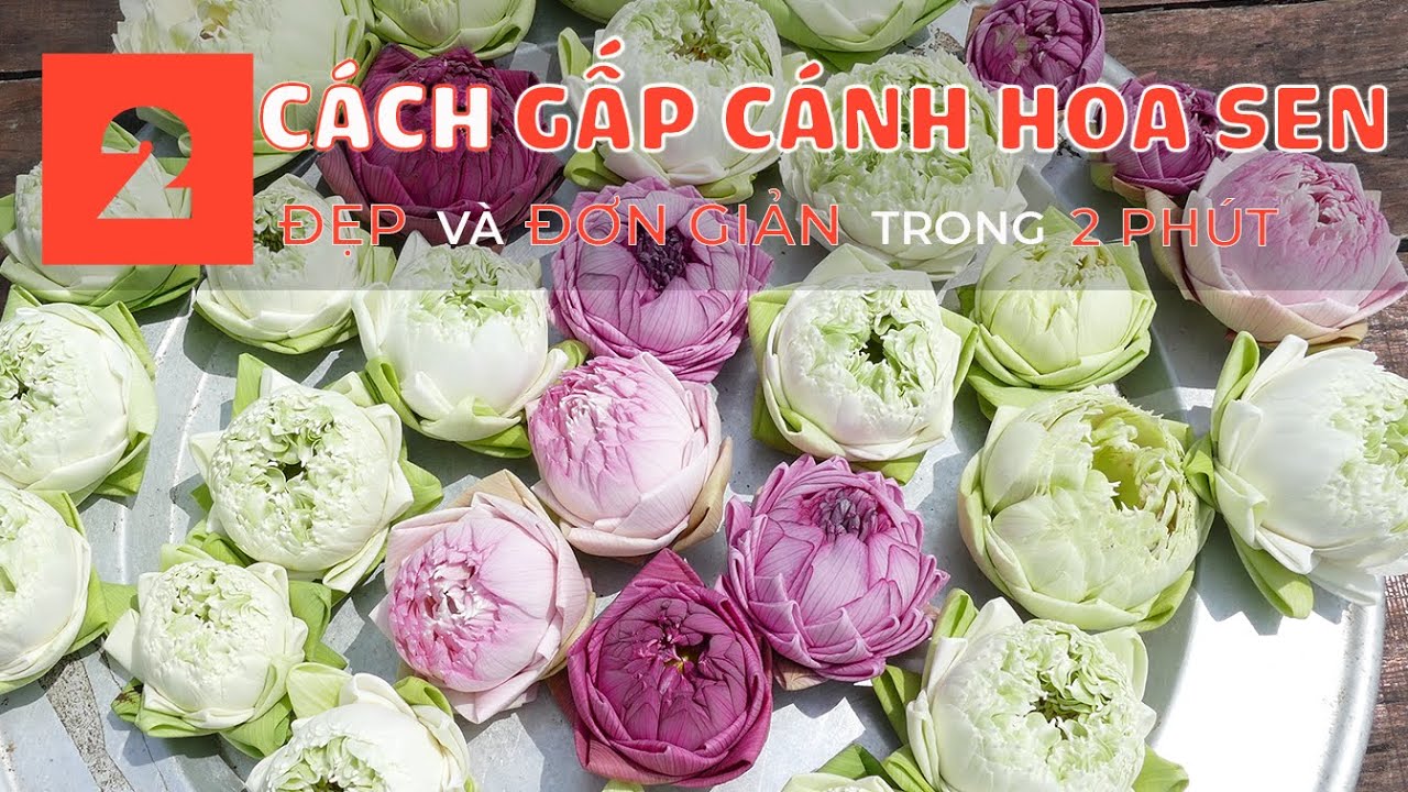 Cách Gấp Cánh Hoa Sen Đẹp Mắt và Đơn Giản Gallery 1