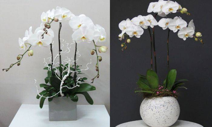 Cách Ghép Lan Vào Chậu Gallery 2