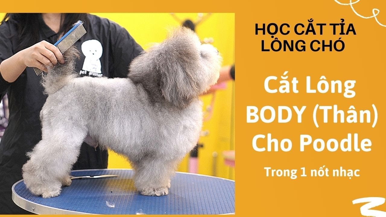 Học cắt tỉa lông chó: Hướng dẫn toàn diện cho người mới bắt đầu Gallery 2