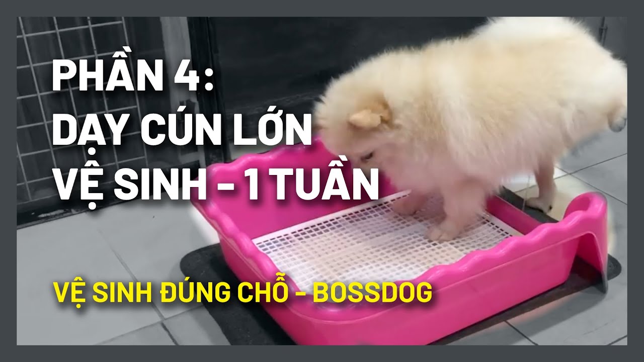 Cách Đo Dạy Chó Đi Vệ Sinh Đúng Chỗ Gallery 2