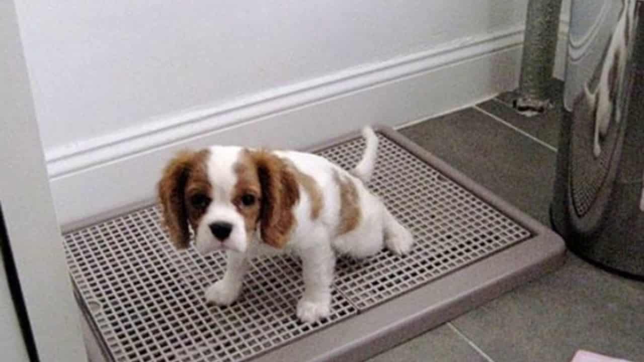 Huấn Luyện Chó Poodle Đi Vệ Sinh Đúng Chỗ Gallery 2
