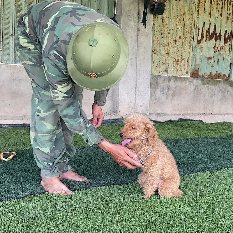 Cách Huấn Luyện Chó Poodle Gallery 1