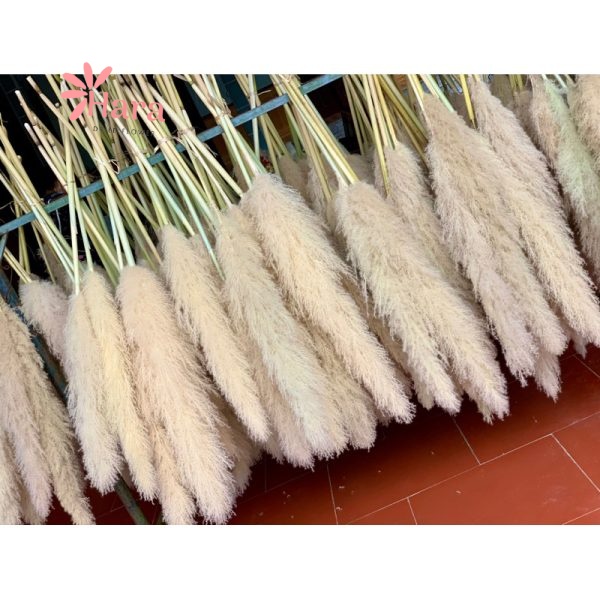 Cách Làm Bông Cỏ Lau Khô Gallery 2
