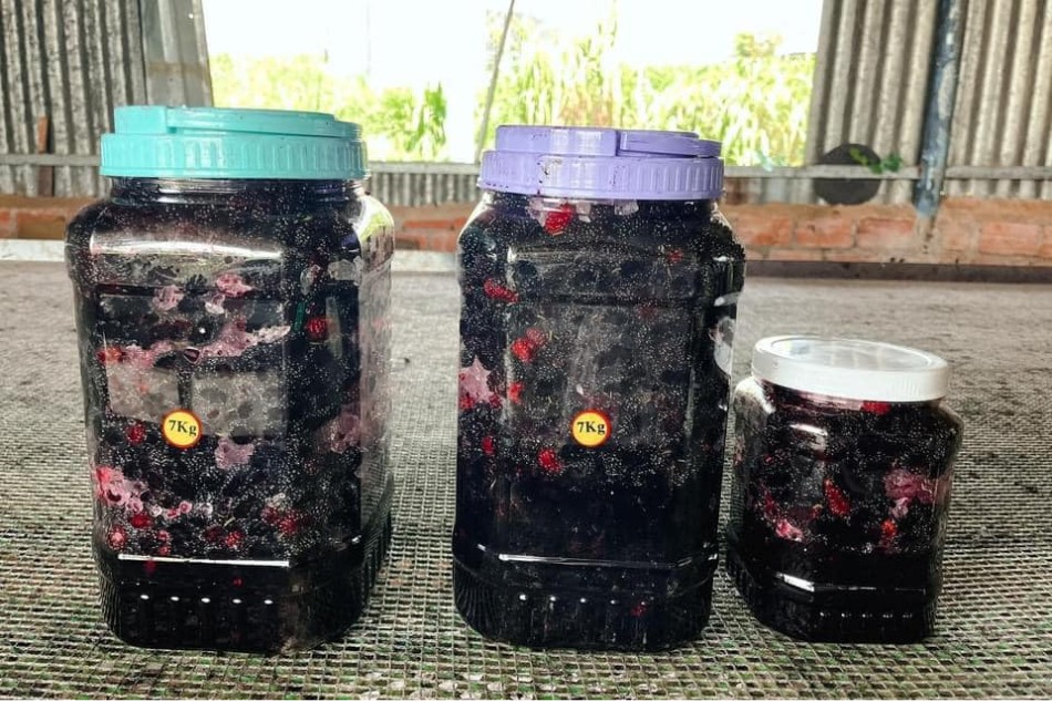 Cách Ngâm Dâu Tằm Với Đường Gallery 2