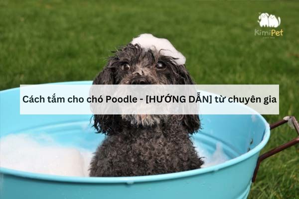 Cách Tắm Cho Poodle: Hướng Dẫn Chi Tiết Từ A Đến Z Gallery 2