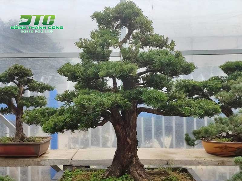 Cách Tạo Dáng Tùng La Hán Dáng Trực Gallery 2