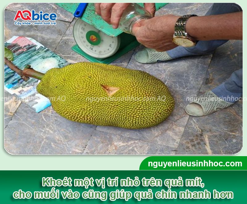Cách làm mít nhanh chín bằng muối Gallery 2