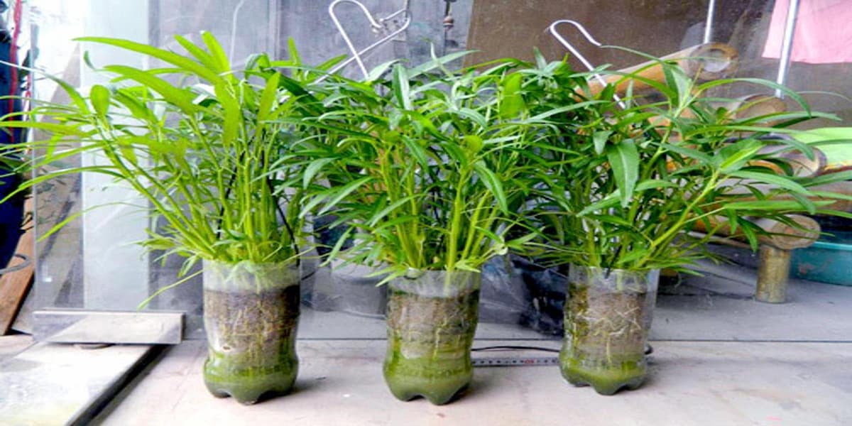 Trồng rau thủy canh tại nhà bằng chai nhựa Gallery 2