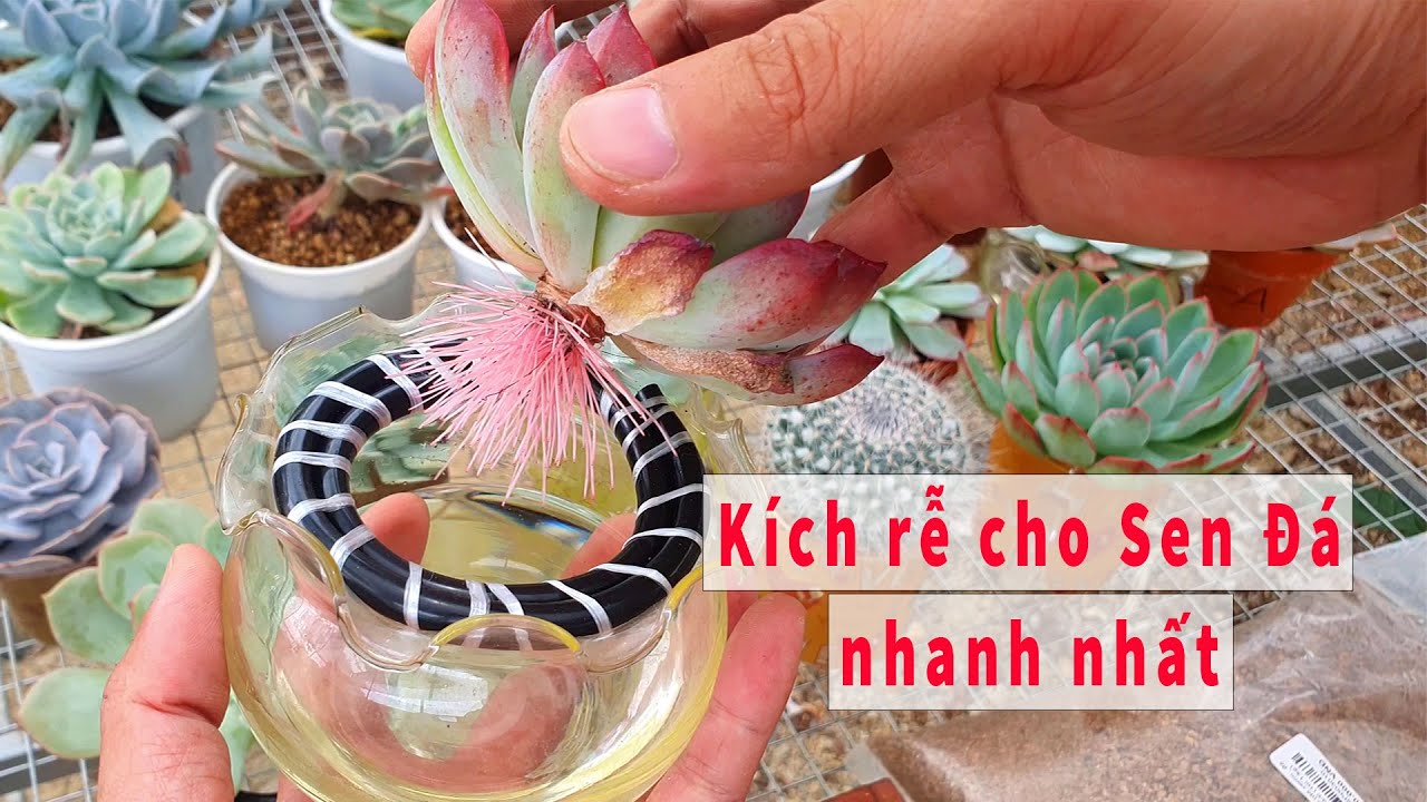 Kích Rễ Sen Đá Gallery 2