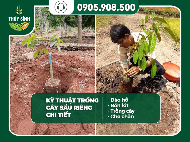 Vườn cây lai ghép sầu riêng Gallery 2