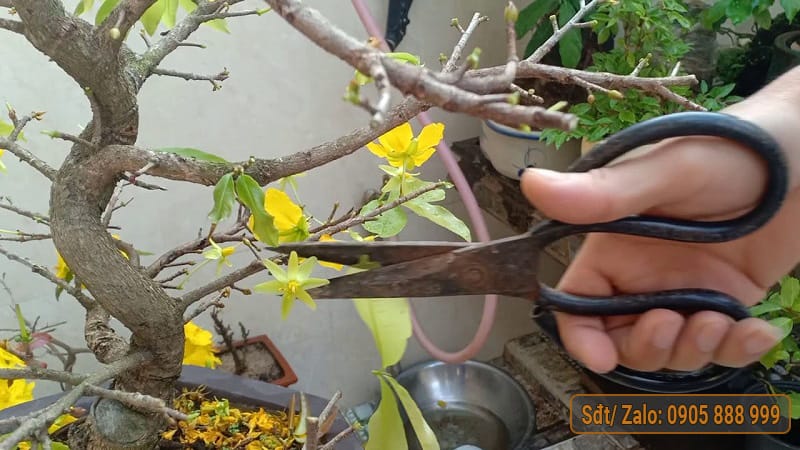 Cách Tỉa Mai Trước Tết Đẹp Mắt, Xanh Tươi Gallery 2