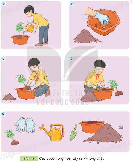 Cách Làm Cây Cảnh Đẹp Mắt Và Sống Mãi Gallery 2