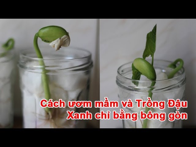 Trồng Đậu Xanh Bằng Bông Gòn Gallery 2