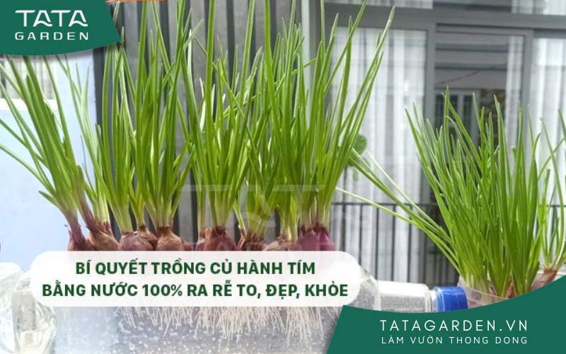 Cách Trồng Củ Hành Tím Bằng Nước Gallery 2