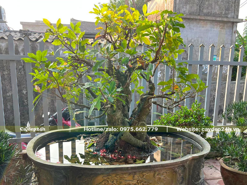 Cách Trồng Lộc Vừng Thả Nước Gallery 2