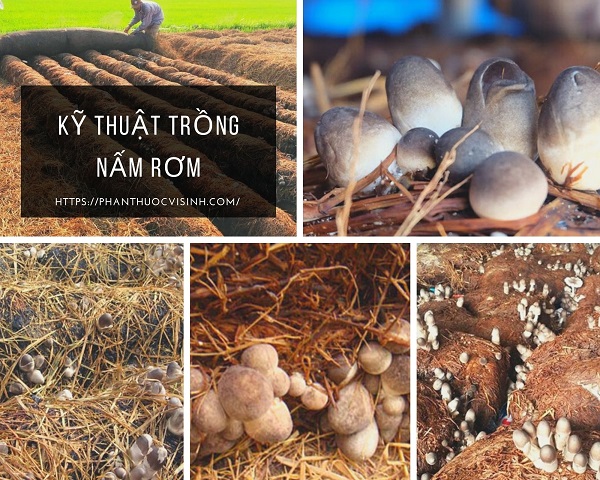 Cách Trồng Nấm Rơm Ngoài Trời Gallery 2
