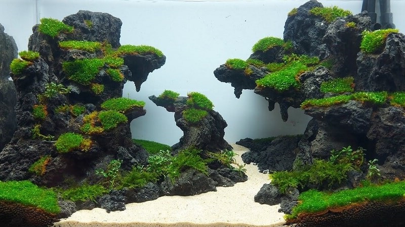 Cách Trồng Rêu Trên Đá Gallery 2