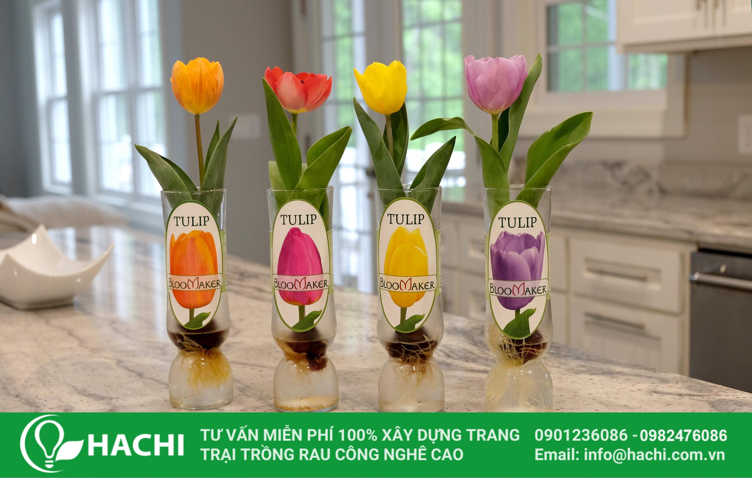 Trồng Tulip Thủy Canh: Hướng dẫn chi tiết từ A đến Z Gallery 2