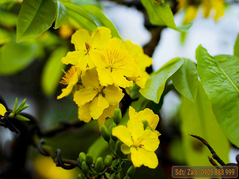 Cách Ươm Hạt Mai Vàng Gallery 2