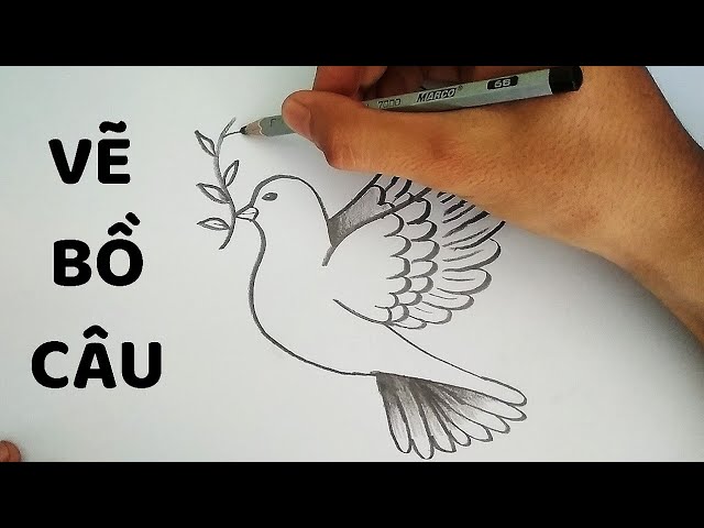 Cách Vẽ Chim Bồ Câu Đơn Giản Gallery 2