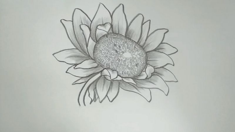 Cách Vẽ Hoa Hướng Dương Gallery 2