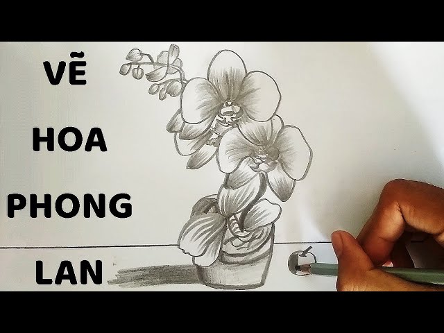 Vẽ Hoa Lan Gallery 1