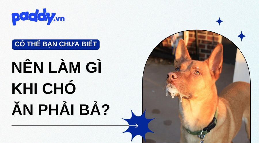 Cách Giải Bả Chó Gallery 1