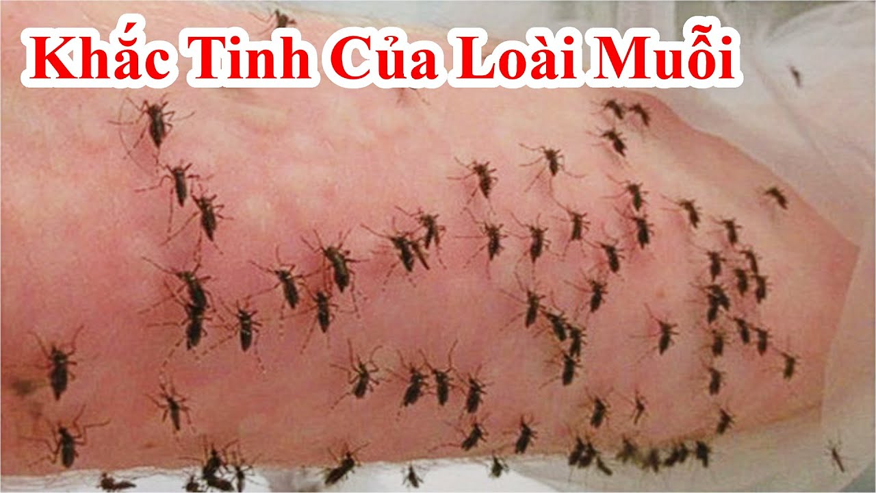 Muỗi sợ gì nhất? Gallery 1