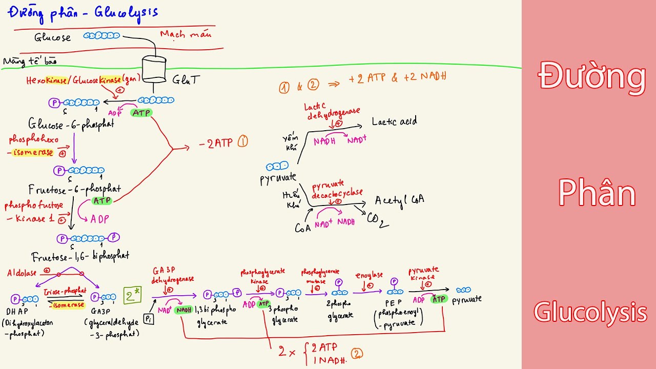 Các Con Đường Chuyển Hóa Glucose