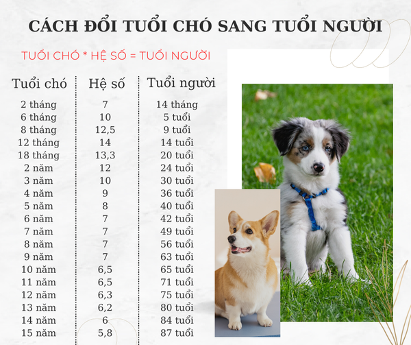 1 Năm Của Chó Bằng Mấy Năm Của Người? Gallery 1
