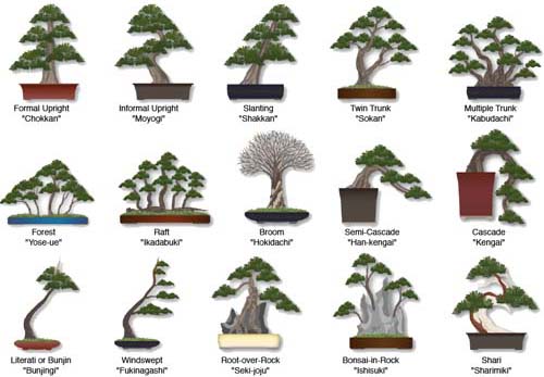 Dáng Cây Bonsai: Hướng Dẫn Chọn Và Chăm Sóc Gallery 1