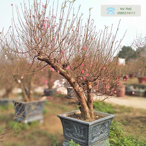 Các Dáng Đào Thế Phổ Biến Và Cách Nhận Biết