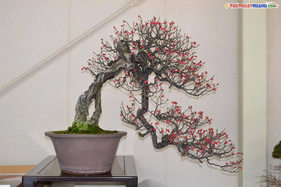 Các Dáng Đào Thế Phổ Biến Và Cách Nhận Biết Gallery 2