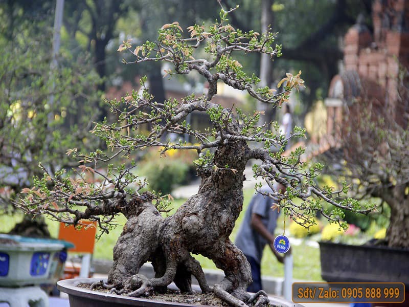 Dáng Mai Vàng Đẹp Gallery 1