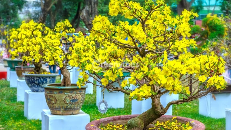 Cây Mai Thế Đẹp Gallery 1